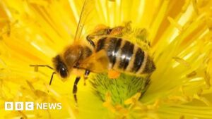 Bee-harming pesticides’ emergency approval will end, vows Defra