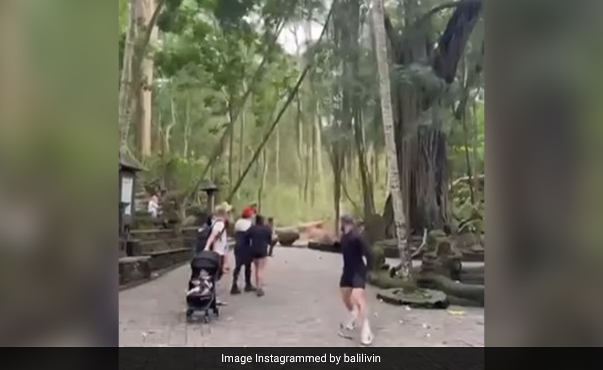 Two Tourists Die After Massive Tree Collapses In Bali’s Monkey Forest