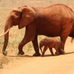 Mysterious Reason Why Over 300 Elephants Died In Botswana Revealed