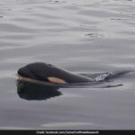 Orca, Who Carried Her Dead Calf For 1,600 Km, Welcomes A New Baby