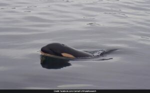 Orca, Who Carried Her Dead Calf For 1,600 Km, Welcomes A New Baby