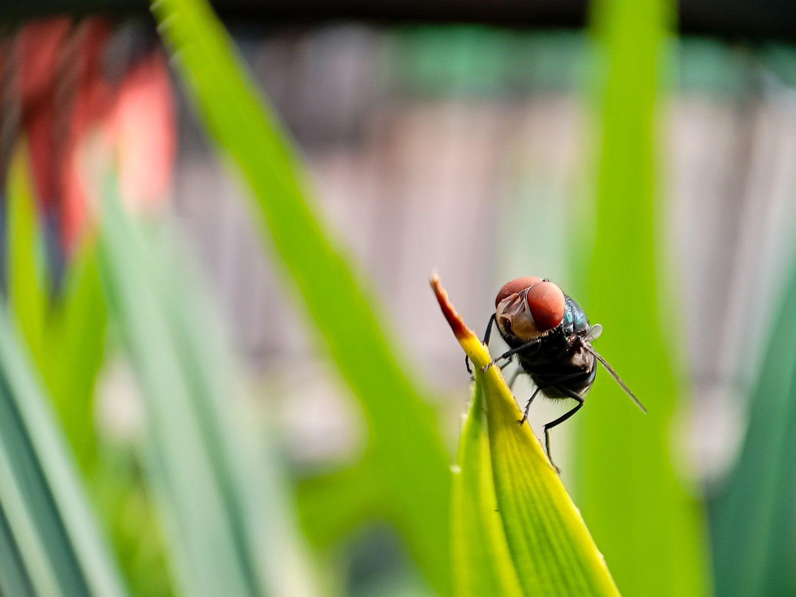 Mosca de Cochliomyia hominivorax el gusano barrenador de ganado