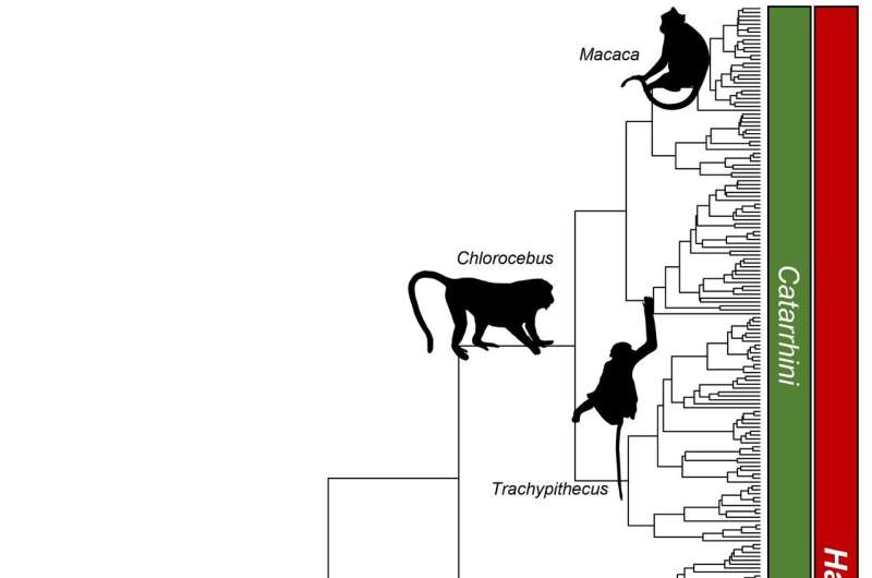 Completing the timetree of primates: a new way to map the evolutionary history of life on Earth