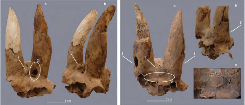 Archaeological study uncovers world's oldest evidence of livestock horn manipulation