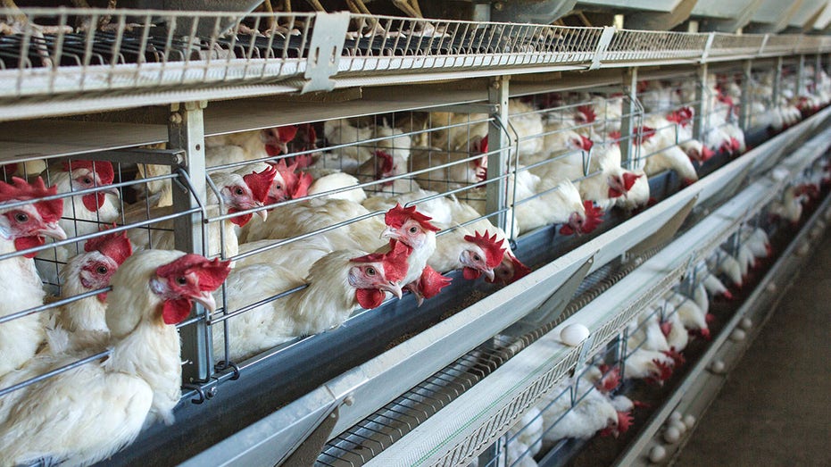 Chickens at a farm