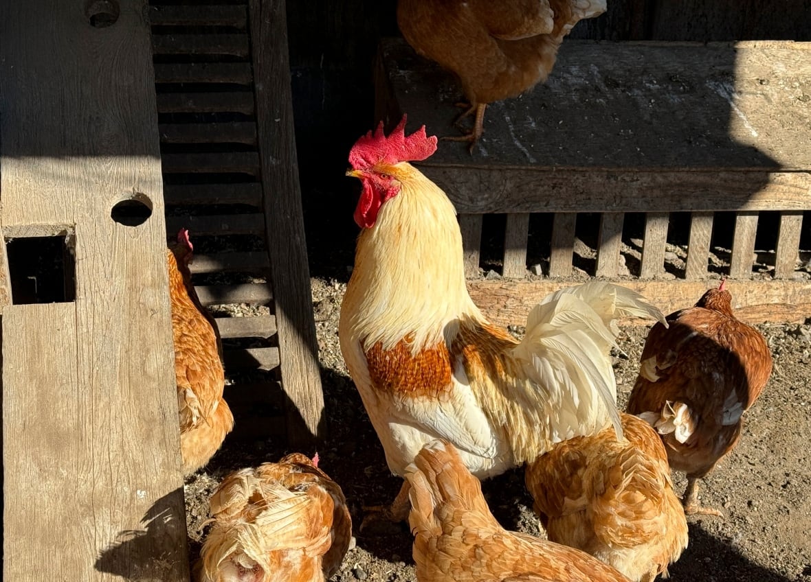 Chickens stand in a holding pen at a farm in California in January 2024.