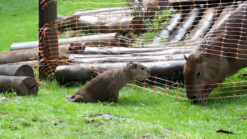 Capybaras found dead from rabies on island in São Paulo state (Brazil) warn of need to monitor virus