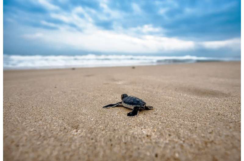 baby sea turtle