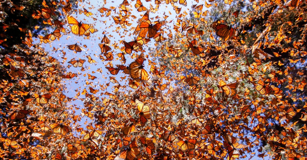 Climate Change Is Destroying Monarch Butterflies’ Winter Habitat