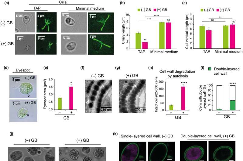 Interdisciplinary research reveals astonishing adaptation mechanisms of microscopic algae