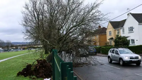 Getty Images Uprooted tree hanging over park fence and road as cars drive by