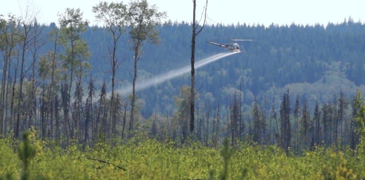 A helicopter flying above a forest spraying a liquid