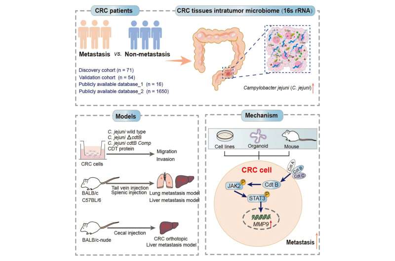 Common food poison toxin speeds colon cancer spread