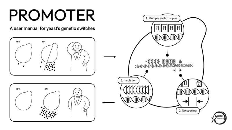 A user manual for yeast's genetic switches