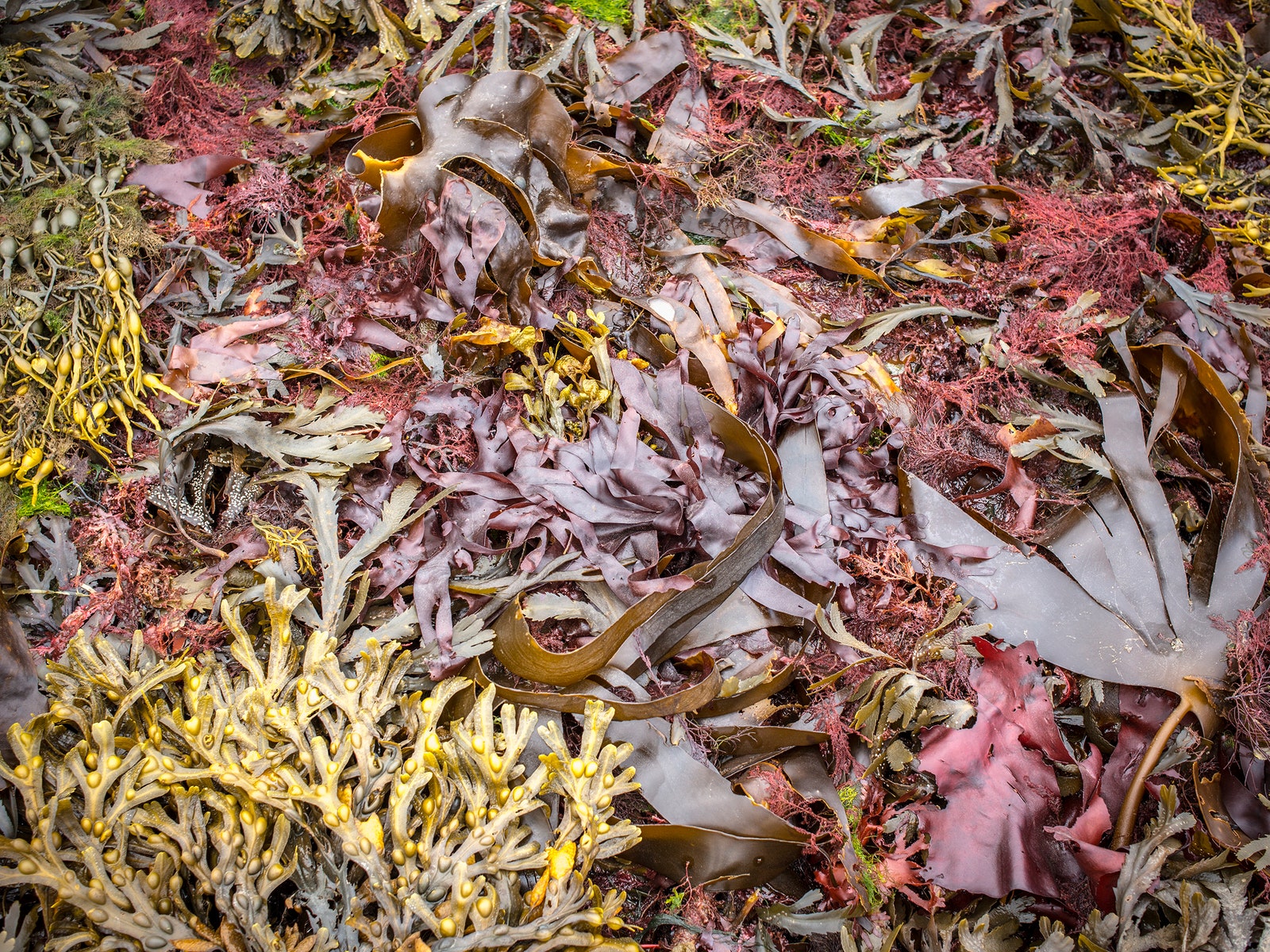 Closeup of entangled brown seaweed