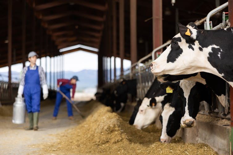 Cows on a dairy farm.