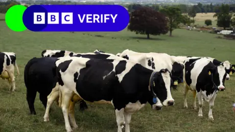 PA Media Cows stand in a field