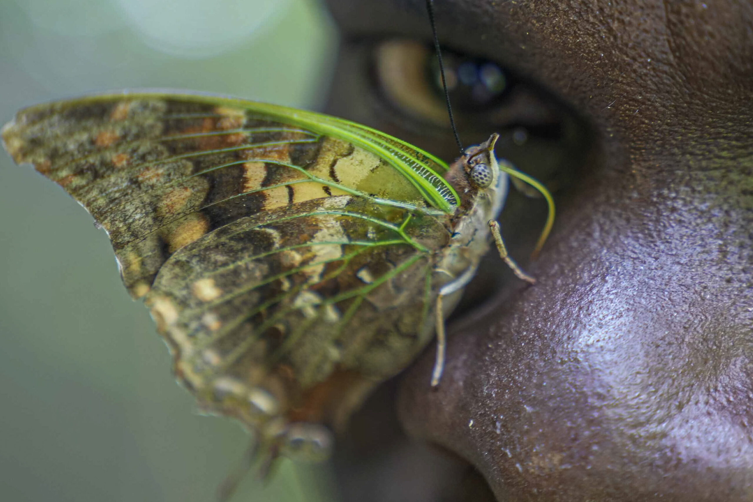 A butterfly collector in Africa with more than 4.2 million seeks to share them for the future