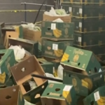 Gang jailed over £200m of cocaine in banana boxes