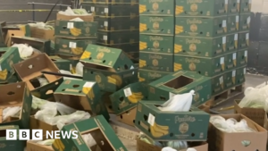 Gang jailed over £200m of cocaine in banana boxes