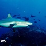 Pastor dies in shark attack on Australia’s Great Barrier Reef