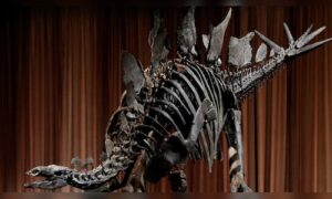 Apex the M stegosaurus is on display in New York: Here’s what scientists hope to learn about it