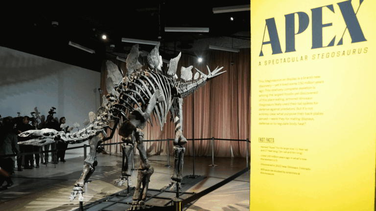 Citadel CEO Ken Griffin’s .6M dinosaur skeleton to go on display