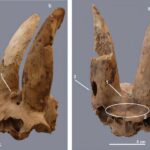 Archaeological study uncovers world’s oldest evidence of livestock horn manipulation