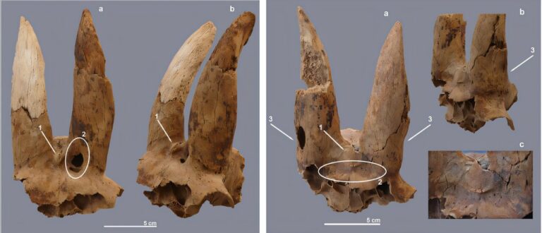 Archaeological study uncovers world’s oldest evidence of livestock horn manipulation