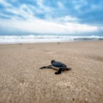 Florida sea turtle conservation success story faces a new threat