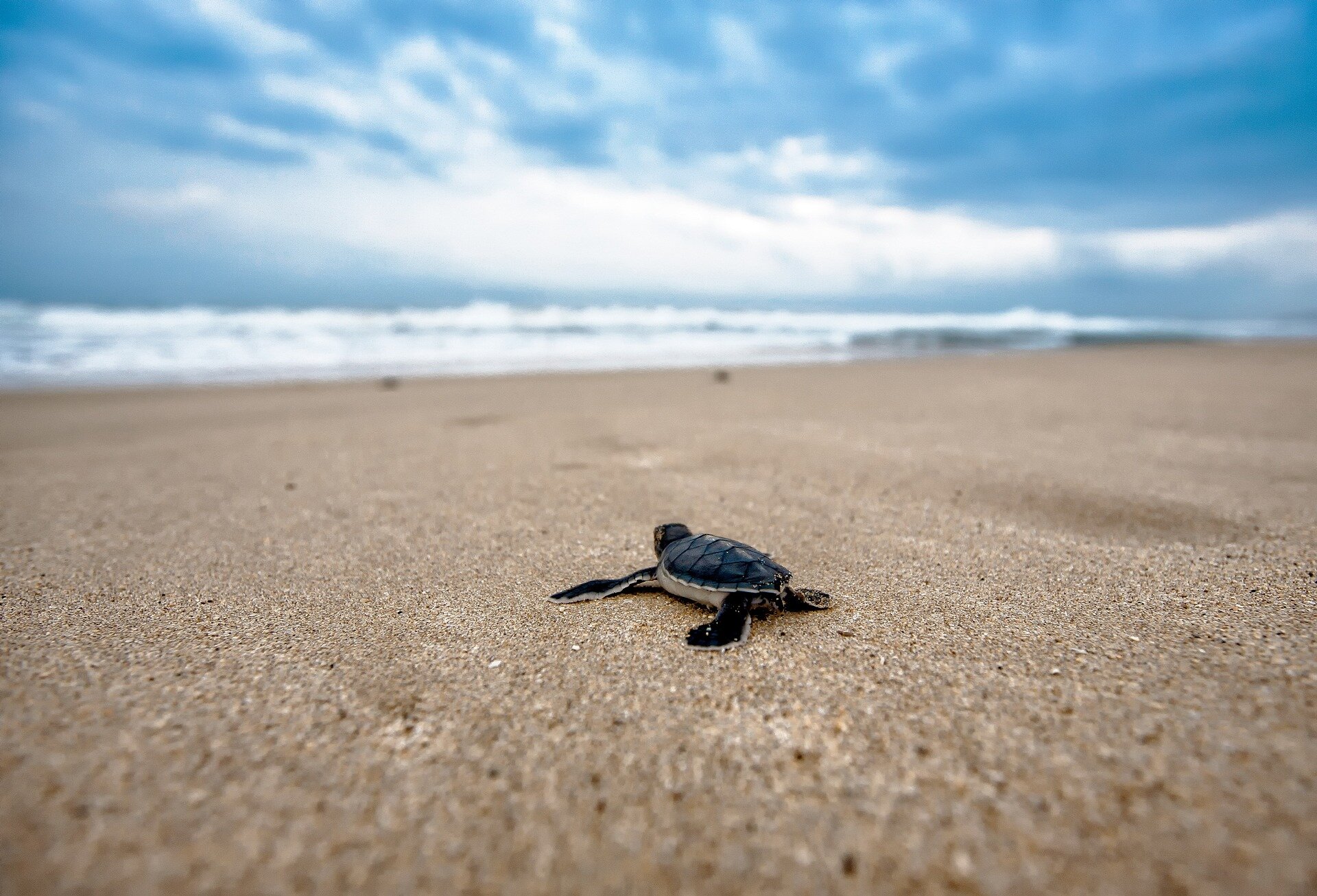 Florida sea turtle conservation success story faces a new threat