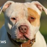 XL bully victim calls ban ‘useless’ as 100 dogs a month destroyed