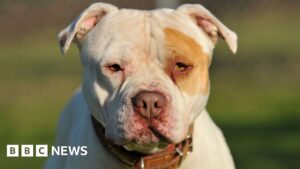 XL bully victim calls ban ‘useless’ as 100 dogs a month destroyed