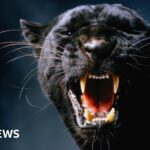 On the trail of Scotland’s mysterious big cats