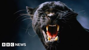 On the trail of Scotland’s mysterious big cats