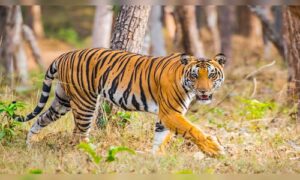 Now, there are eight tiger reserves in Madhya Pradesh, where will you want to visit?