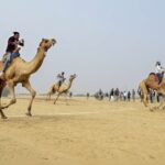 Mahakumbh Nagar: Camels brought from Rajasthan become major tourist attraction ahead of Mela