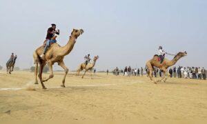 Mahakumbh Nagar: Camels brought from Rajasthan become major tourist attraction ahead of Mela