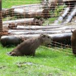 Capybaras found dead from rabies on Brazilian island underline need to monitor virus