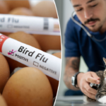 Nationwide cat food recall issued after bird flu death