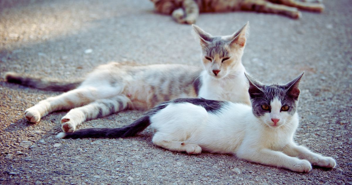 CARA Welfare PH to stop cat welfare programs in 5 Makati areas