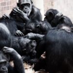 Study Reveals Chimpanzees Exhibit Varying Nut-Cracking Skills Within Same Group