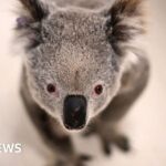 Chlamydia could kill off koalas. Can a vaccine save them in time?