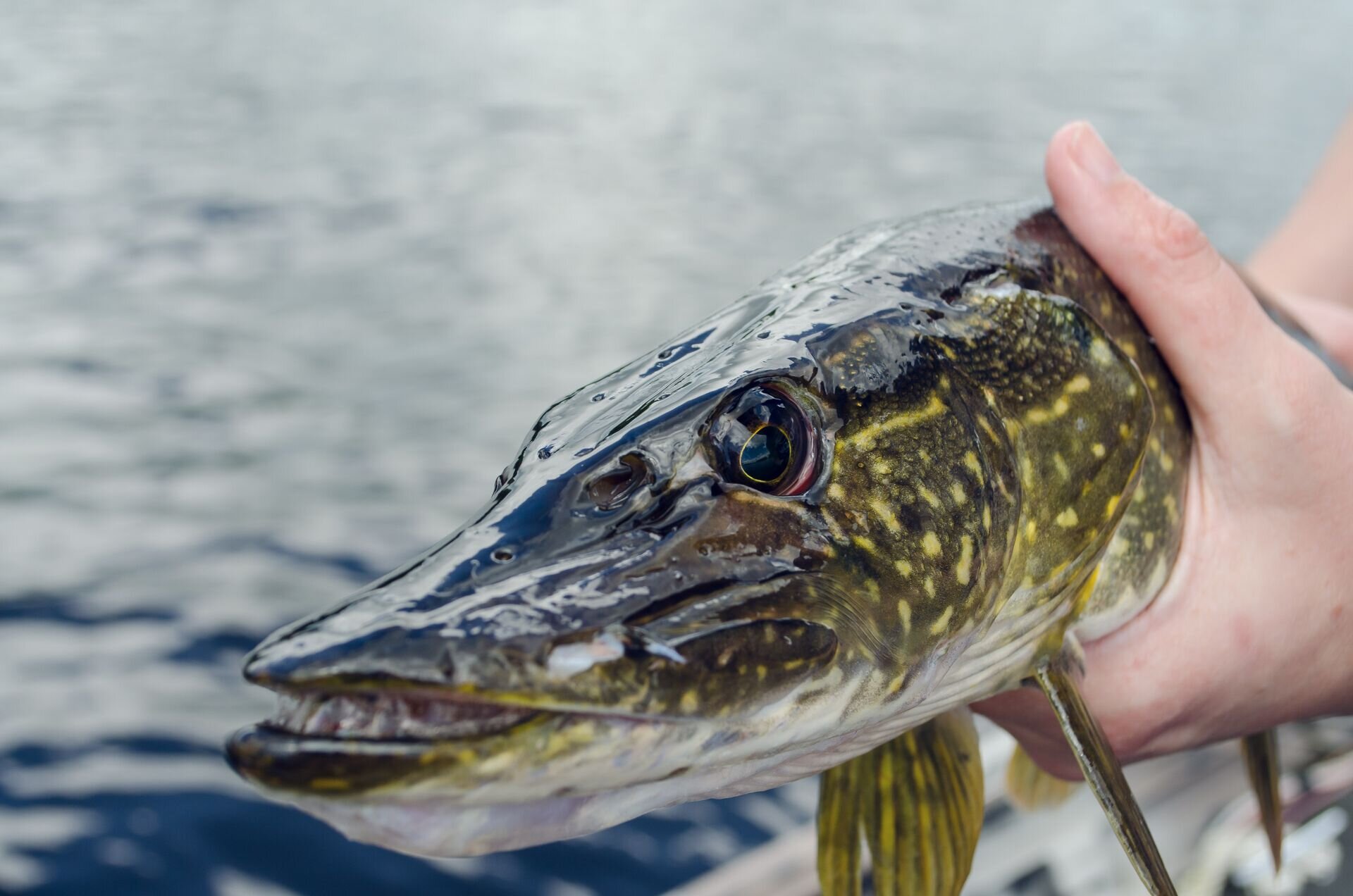 Finding traces of fish with DNA from water samples