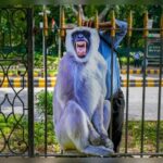 Karimnagar residents come up with creative solution to monkey menace