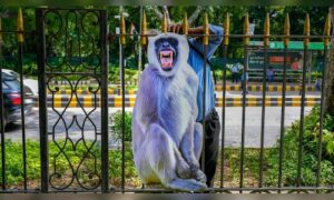 Karimnagar residents come up with creative solution to monkey menace