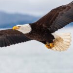 Bald eagle is officially America’s bird, with Biden’s signature