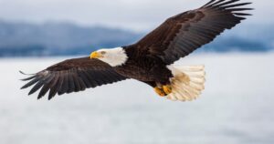 Bald eagle is officially America’s bird, with Biden’s signature