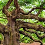 Tracing the Origins of Oaks: How Climate and Tectonic Changes Shaped Modern Trees