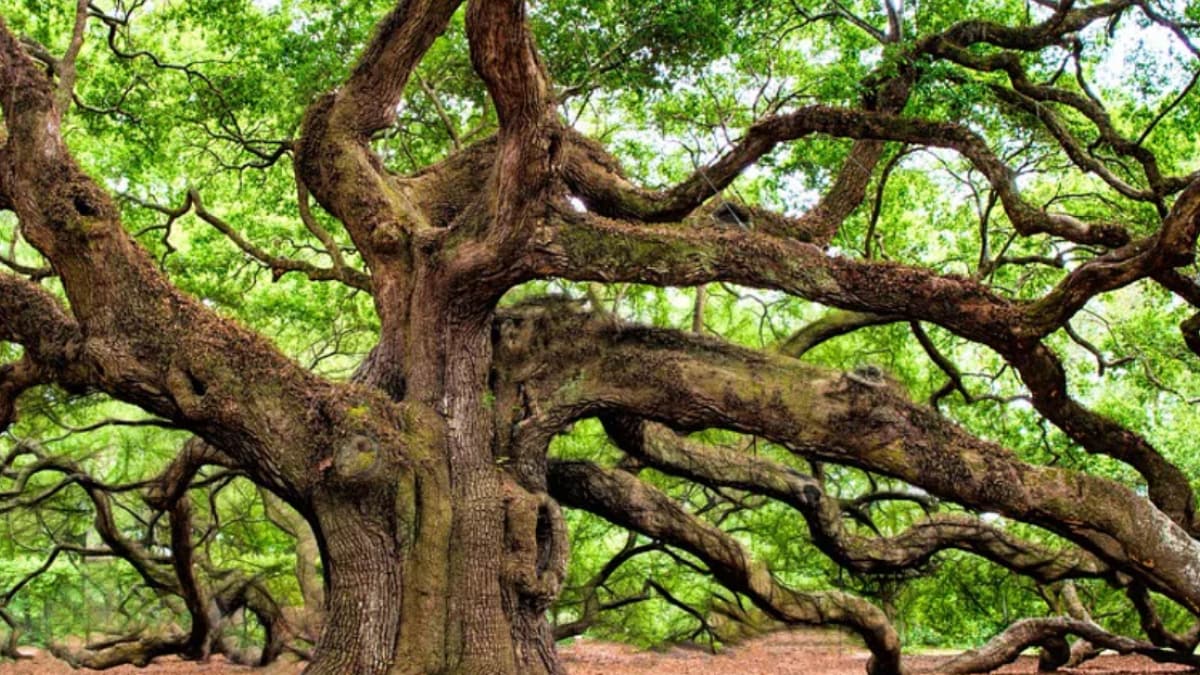 Tracing the Origins of Oaks: How Climate and Tectonic Changes Shaped Modern Trees